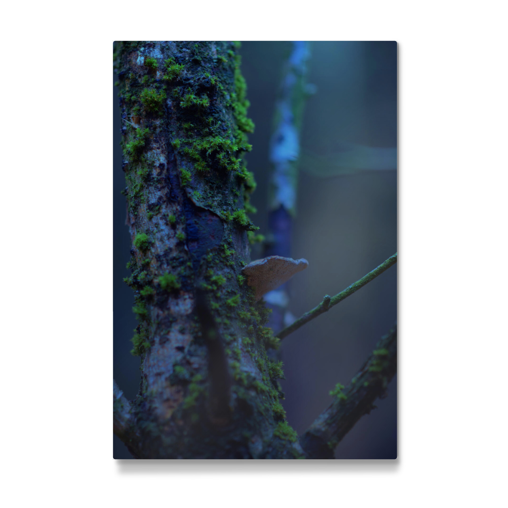 Galerie-Print "Baumstamm mit Pilz" 30x20 cm artboxONE