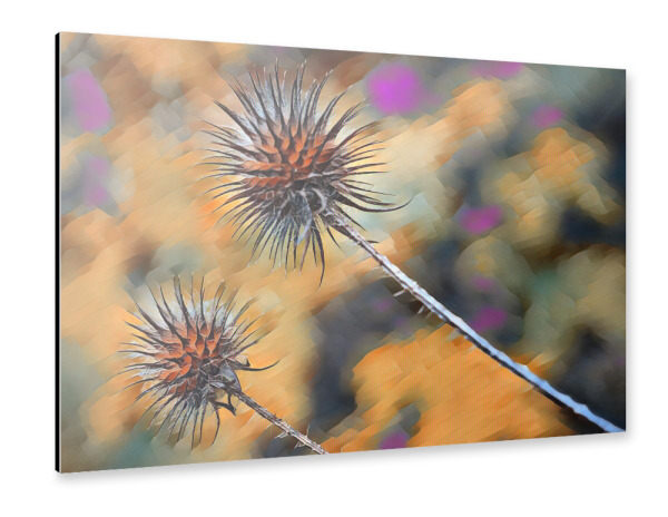 Alu-Dibond "Stachelig" 30x20 cm artboxONE