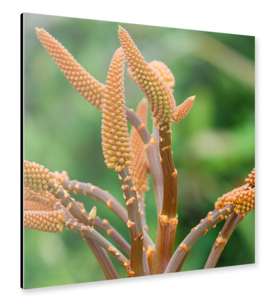 Alu-Dibond "Orange Aloe" 30x30 cm artboxONE