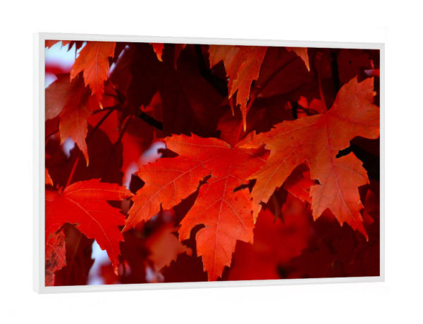 Poster mit weißem Rahmen "Rotes Ahornherbstlaub" artboxONE - Natur,Reise,Floral,Reise / Länder