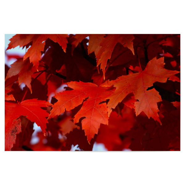 Poster 30x20 cm "Rotes Ahornherbstlaub" artboxONE - Natur,Reise,Floral,Reise / Länder