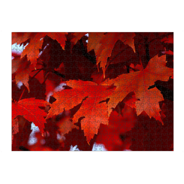 artboxONE Puzzle "Rotes Ahornherbstlaub" artboxONE - Natur,Reise,Floral,Reise / Länder