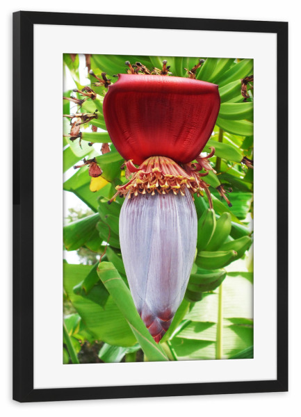 Poster mit Rahmen schwarz "Bananenblüte" artboxONE - Natur,Reise,Floral,Reise / Länder