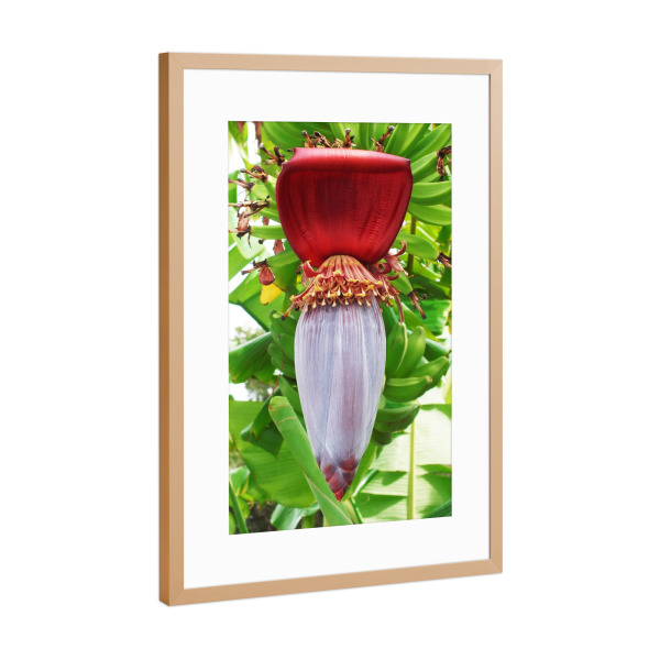 Poster mit Rahmen Kupfer "Bananenblüte" artboxONE - Natur,Reise,Floral,Reise / Länder