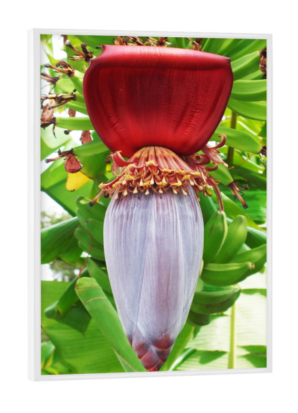 Poster mit weißem Rahmen "Bananenblüte" artboxONE - Natur,Reise,Floral,Reise / Länder