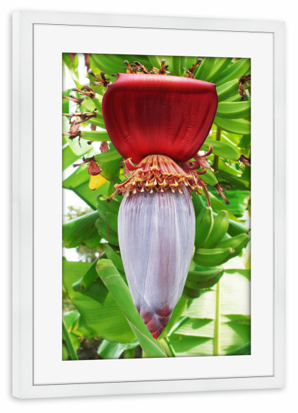 Poster mit Rahmen weiß "Bananenblüte" artboxONE - Natur,Reise,Floral,Reise / Länder