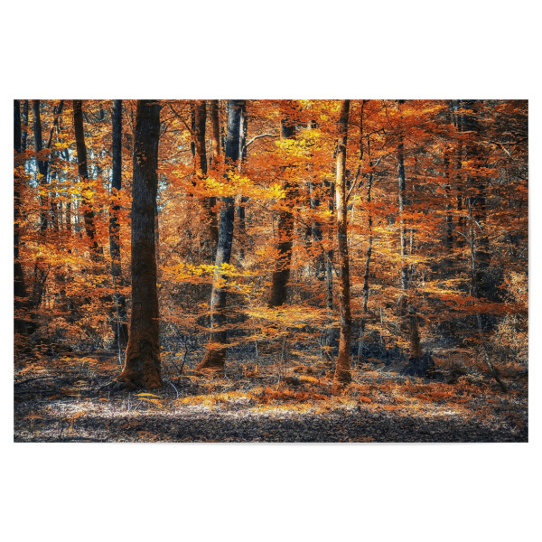 Poster 30x20 cm "Forest In Autumn" artboxONE - Natur,Reise,Reise / Länder,Für Mama