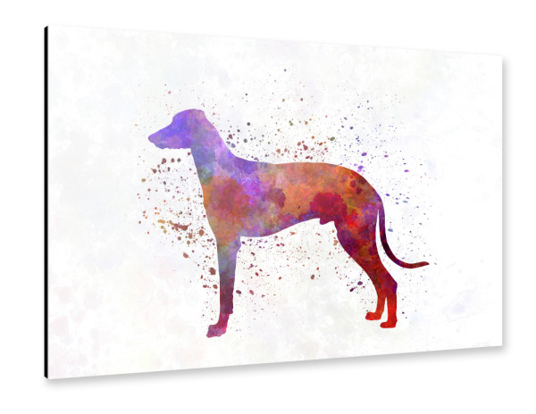 Alu-Dibond "Hungarian Greyhound dog" 30x20 cm artboxONE