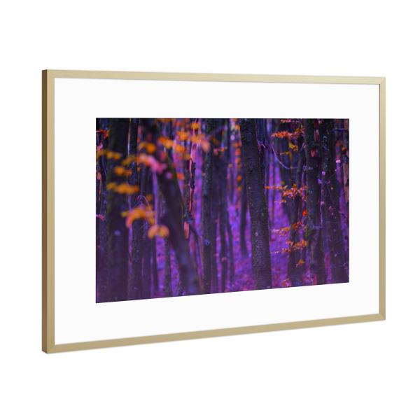 Poster mit Rahmen Gold "Magischer Wald" artboxONE - Natur