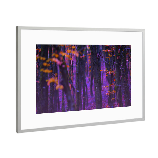 Poster mit Rahmen Silber "Magischer Wald" artboxONE - Natur
