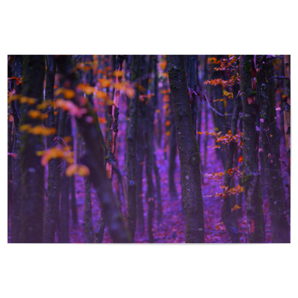 Poster 30x20 cm "Magischer Wald" artboxONE - Natur