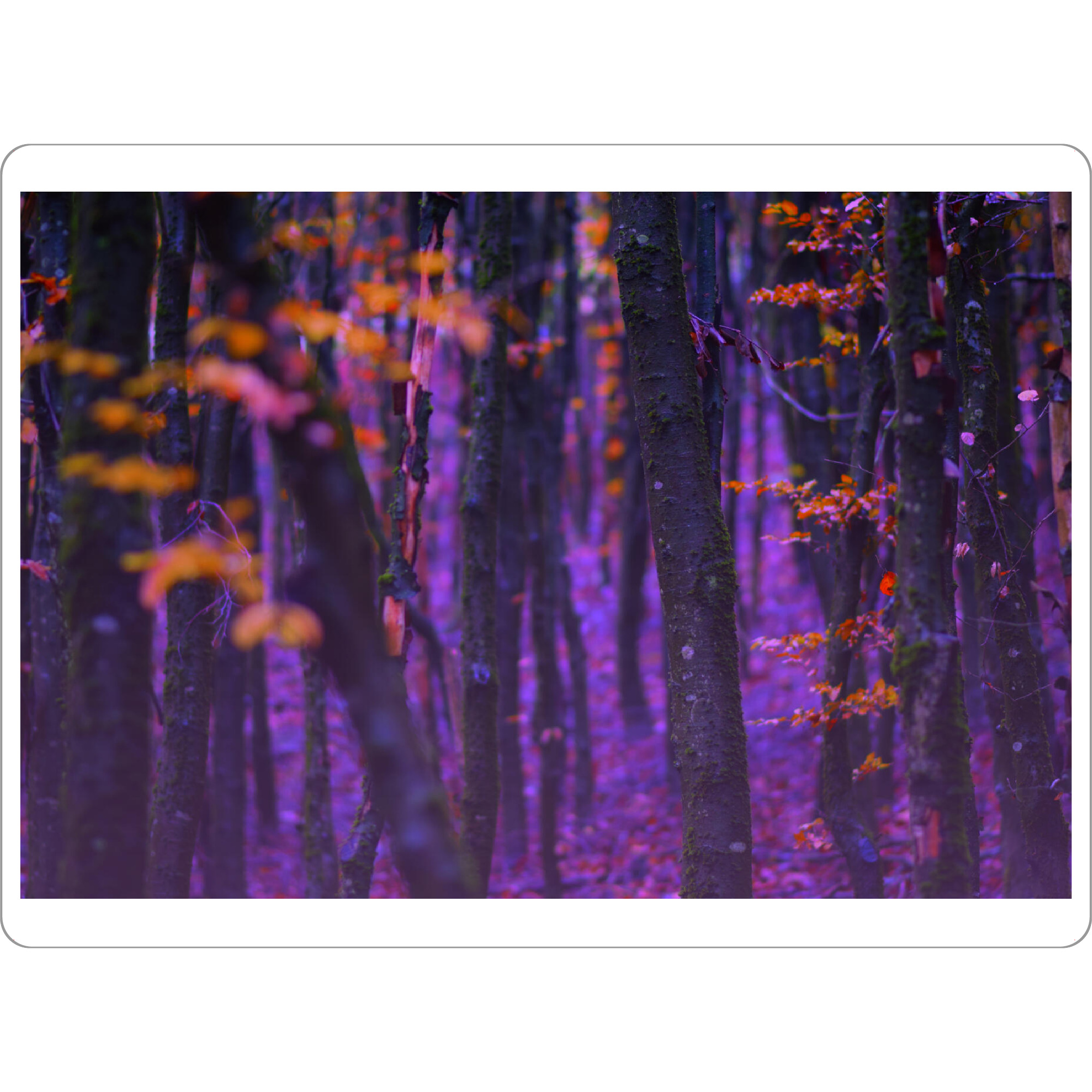 Tischset "Magischer Wald" artboxONE - Natur