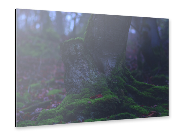 Alu-Dibond "Bemooster Baumstumpf" 30x20 cm artboxONE