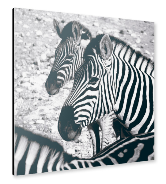 Alu-Dibond "Zebras schwarzweiß" 30x30 cm artboxONE
