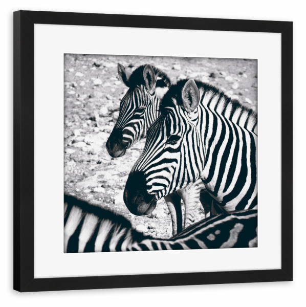 Poster mit Rahmen schwarz "Zebras schwarzweiß" artboxONE - Natur,Tiere