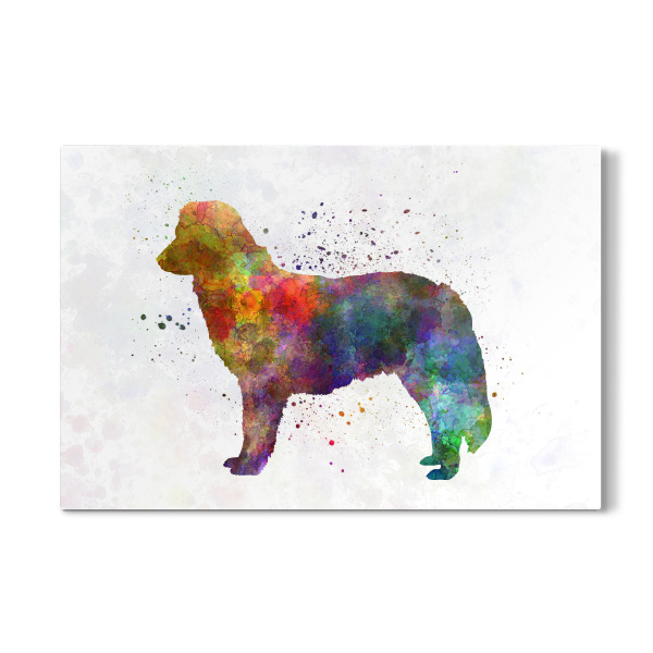 Galerie-Print "Nova Scotia Duck Tolling Retriever" 30x20 cm artboxONE