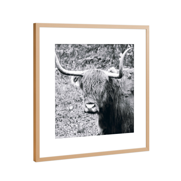 Poster mit Rahmen Kupfer "Schottisches Hochlandrind, SW" artboxONE - Tiere,Schwarzweiß,Reise / Länder