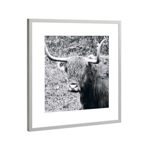 Poster mit Rahmen Silber "Schottisches Hochlandrind, SW" artboxONE - Tiere,Schwarzweiß,Reise / Länder