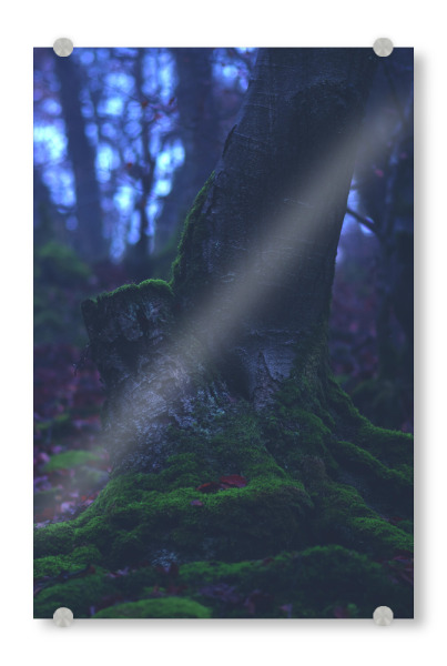 Acrylglasbild "Bemooster Baum" artboxONE - Natur