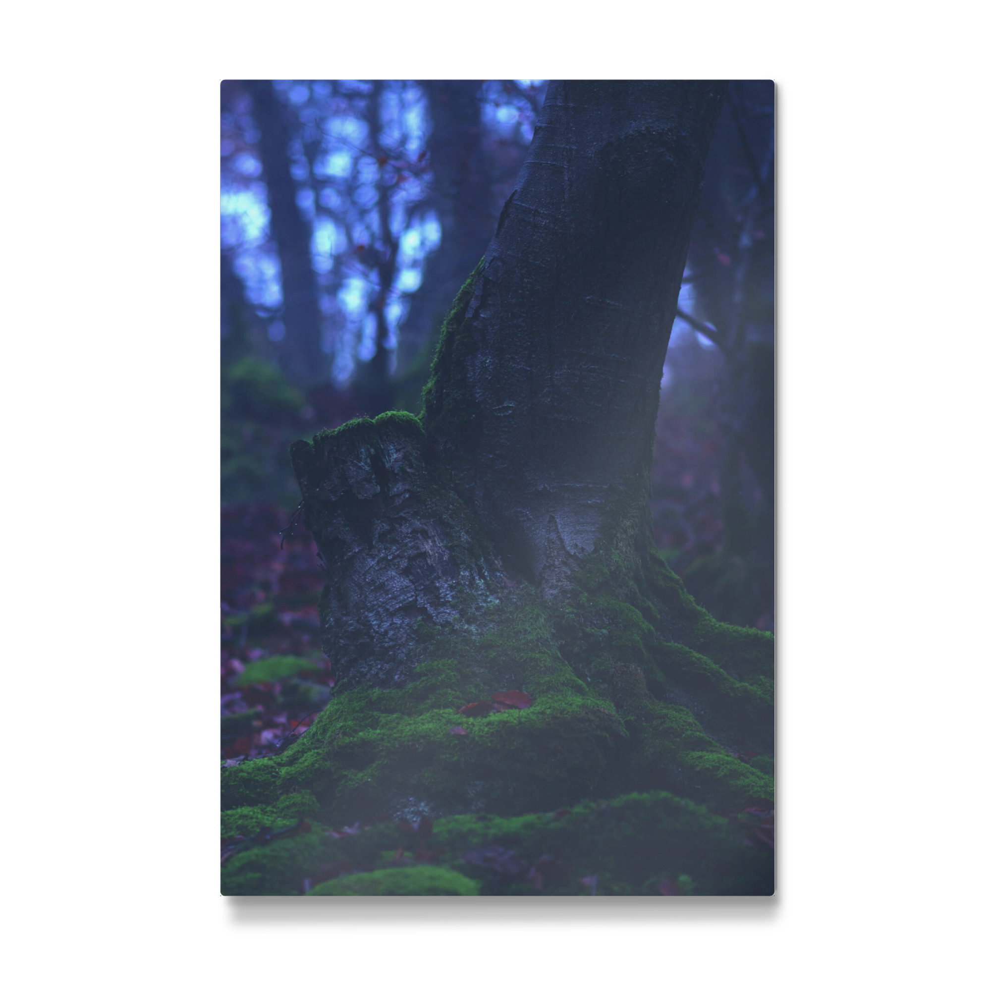 Galerie-Print "Bemooster Baum" 75x50 cm artboxONE