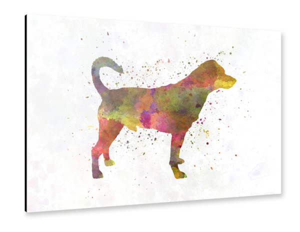 Alu-Dibond "Danish swedish farmdog" 30x20 cm artboxONE