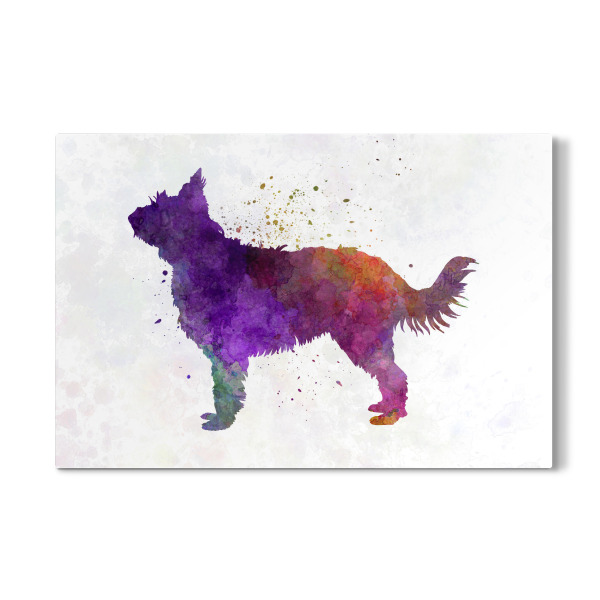 Galerie-Print "Picardy Sheepdog" 30x20 cm artboxONE