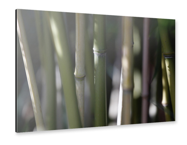 Alu-Dibond "Minimalistische Bambus Pflanze" 30x20 cm artboxONE