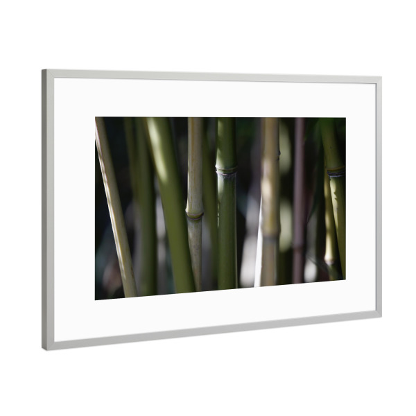 Poster mit Rahmen Silber "Minimalistische Bambus Pflanze" artboxONE - Natur,Floral,Abstrakt,Reise / Asien