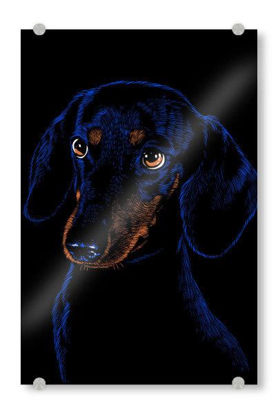 Acrylglasbild "Dachshund pet" artboxONE - Tiere - Dachshund,Dog,Pet,Dog breed,Hund,Domestic animal,Canine,Hound,Teckel