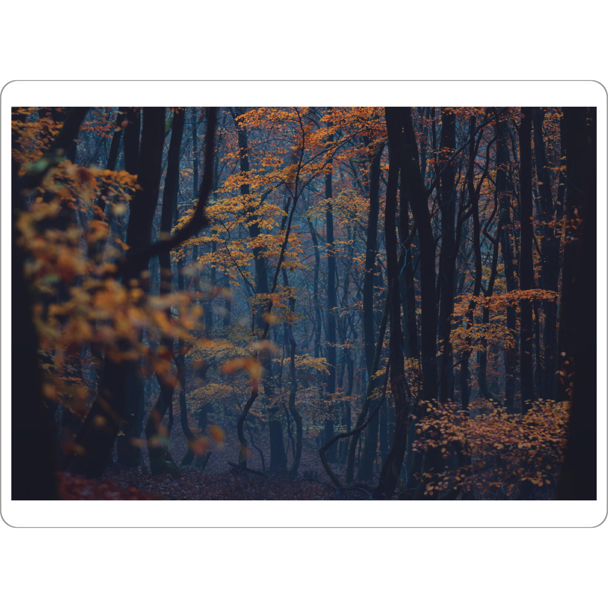 Tischset "Herbststimmung im Wald" artboxONE - Natur
