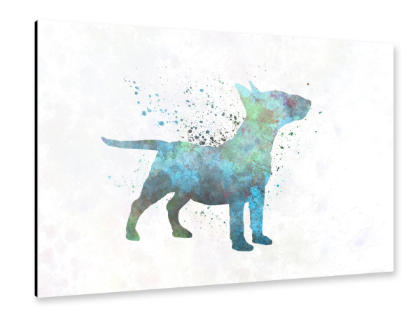 Alu-Dibond "Miniature Bull Terrier" 30x20 cm artboxONE