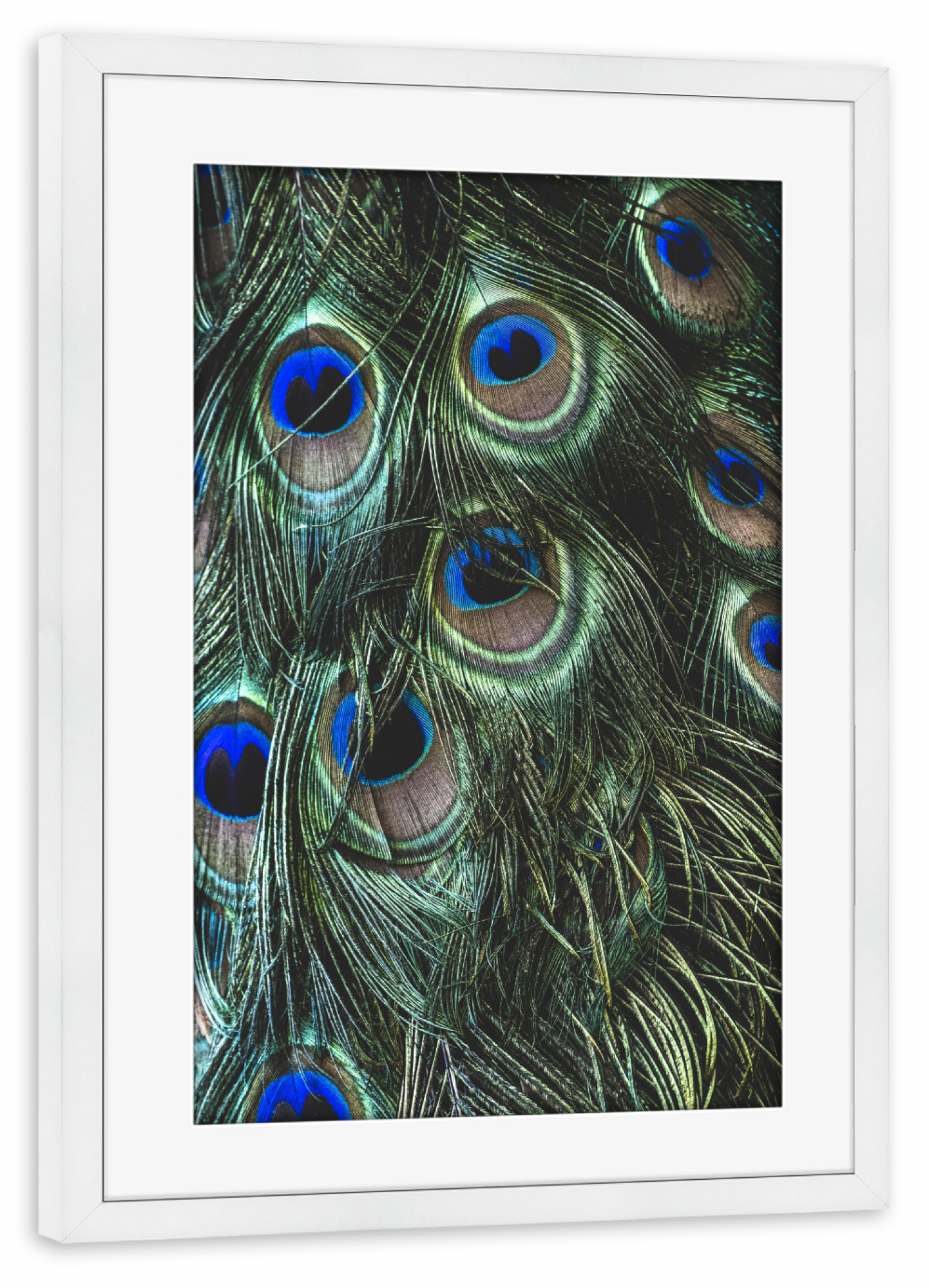 Poster mit Rahmen weiß "PEACOCK FEATHERS" artboxONE - Natur,Tiere - Peacock feathers,Macro,Details,Nature,Federn,Feather,Closeup,Nahaufnahme