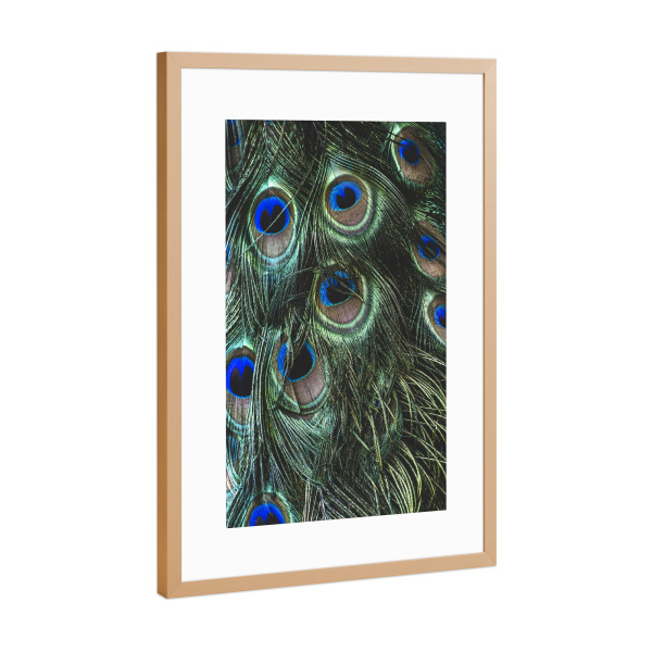 Poster mit Rahmen Kupfer "PEACOCK FEATHERS" artboxONE - Natur,Tiere - Peacock feathers,Macro,Details,Nature,Federn,Feather,Closeup,Nahaufnahme