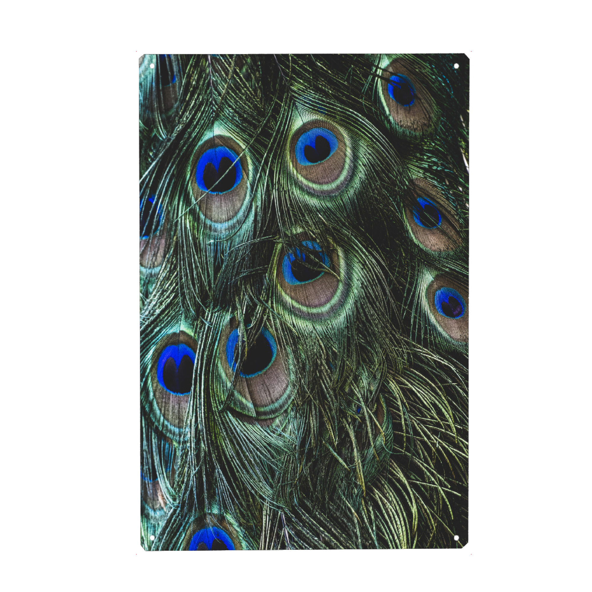 Metall Poster "PEACOCK FEATHERS" artboxONE - Natur,Tiere - Peacock feathers,Macro,Details,Nature,Federn,Feather,Closeup,Nahaufnahme - Blechschild