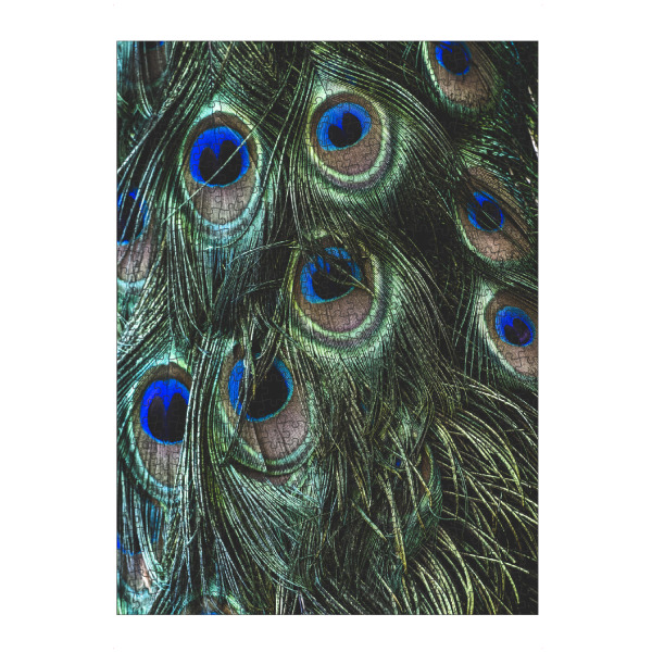 Puzzle Ravensburger "PEACOCK FEATHERS" artboxONE - Natur,Tiere - Peacock feathers,Macro,Details,Nature,Federn,Feather,Closeup,Nahaufnahme