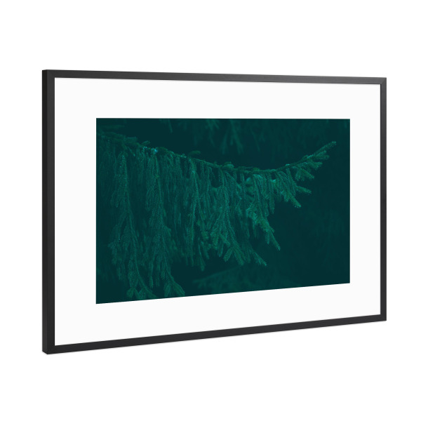 Poster mit Rahmen Schwarz (Metallic) "Großer Tannenzweig" artboxONE - Natur