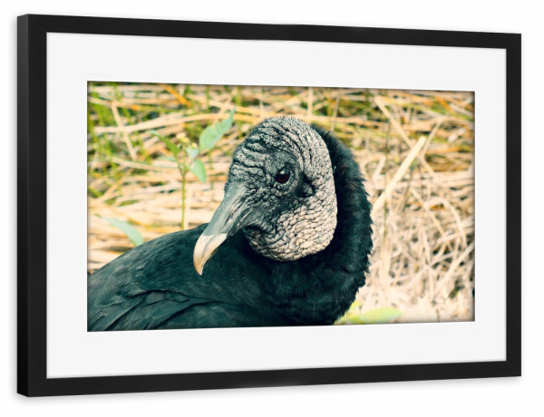 Poster mit Rahmen schwarz "Ein Truthahngeier" artboxONE - Natur,Tiere