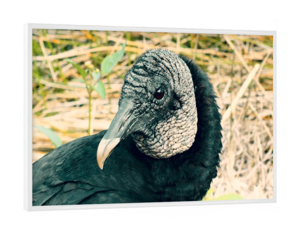 Poster mit weißem Rahmen "Ein Truthahngeier" artboxONE - Natur,Tiere