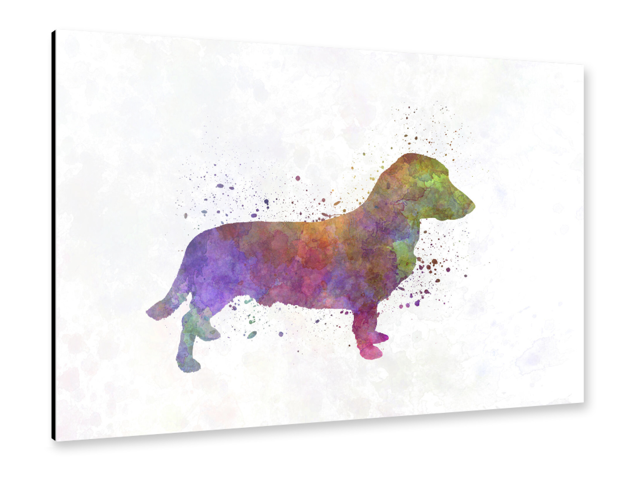 Alu-Dibond "Drever dog in watercolor" 75x50 cm artboxONE