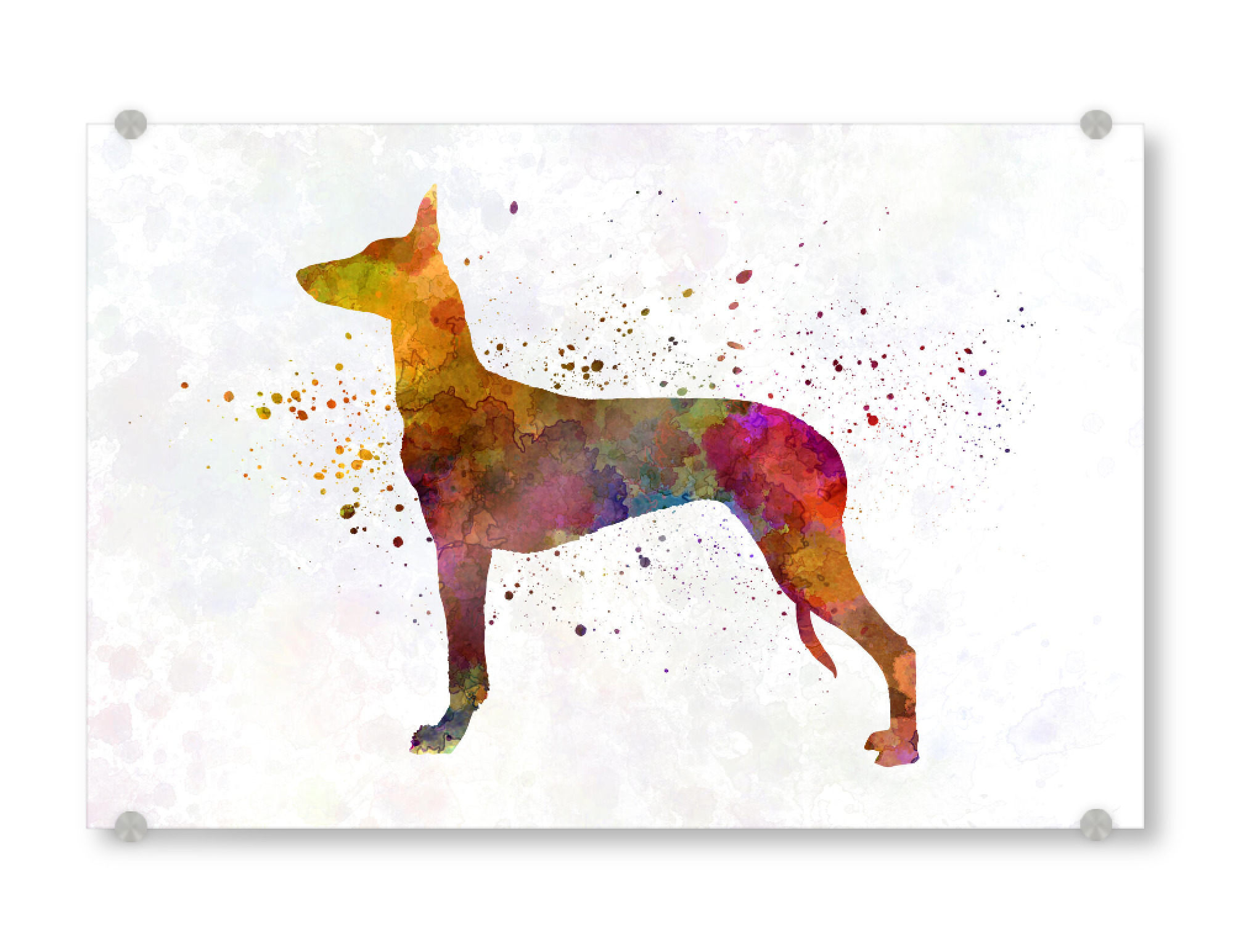 Acrylglasbild "Pharaoh Hound" artboxONE - Tiere,Abstrakt - Dog,Dogs,Pet,Animal,Mammal,Watercolor,Dog poster,Illustration,Abstract,Hund,Tier