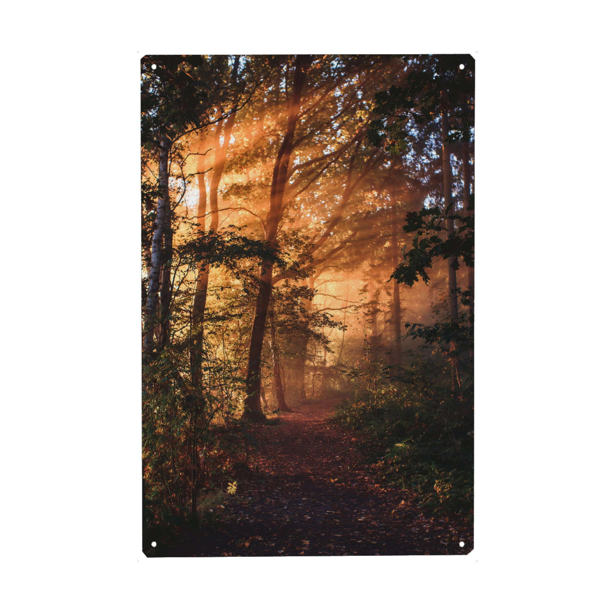Holzbild "Glorious Morning in the Woods" artboxONE - Natur