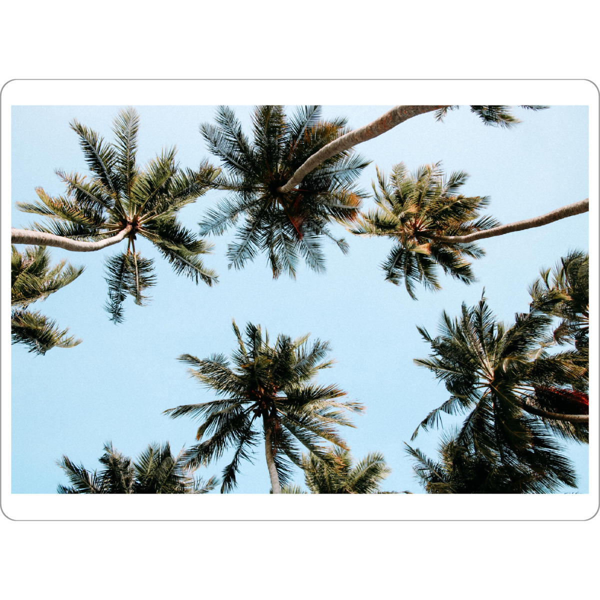 Tischset "Unter den Palmen" artboxONE - Natur,Reise,Reise / Asien - Palmen,Palm trees,Natur,Botanical,Grün,Blau,Reisen,Strand,Meer - Bild palmen