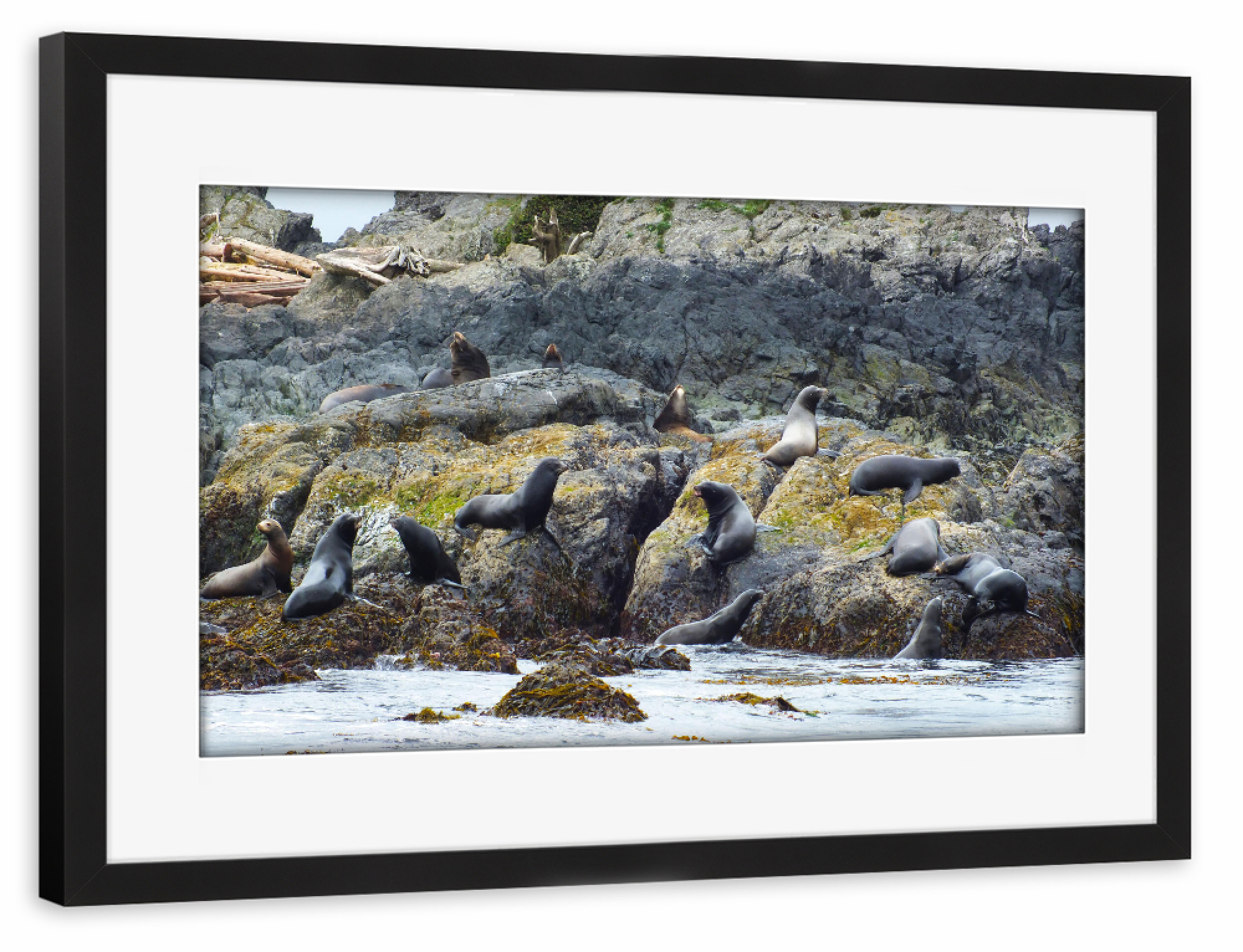 Poster mit Rahmen schwarz "Stellar Sea Lions Colony" artboxONE - Natur,Reise,Tiere,Reise / Strand und Meer,Reise / Länder