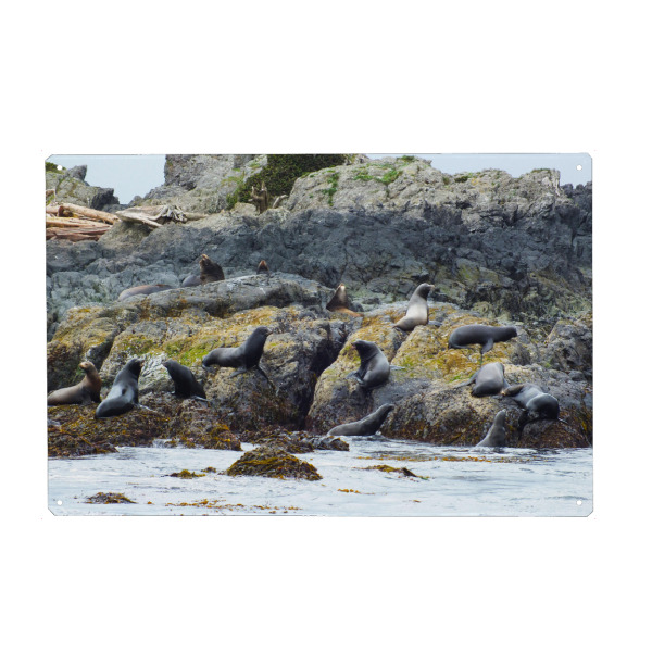 Metall Poster "Stellar Sea Lions Colony" artboxONE - Natur,Reise,Tiere,Reise / Strand und Meer,Reise / Länder