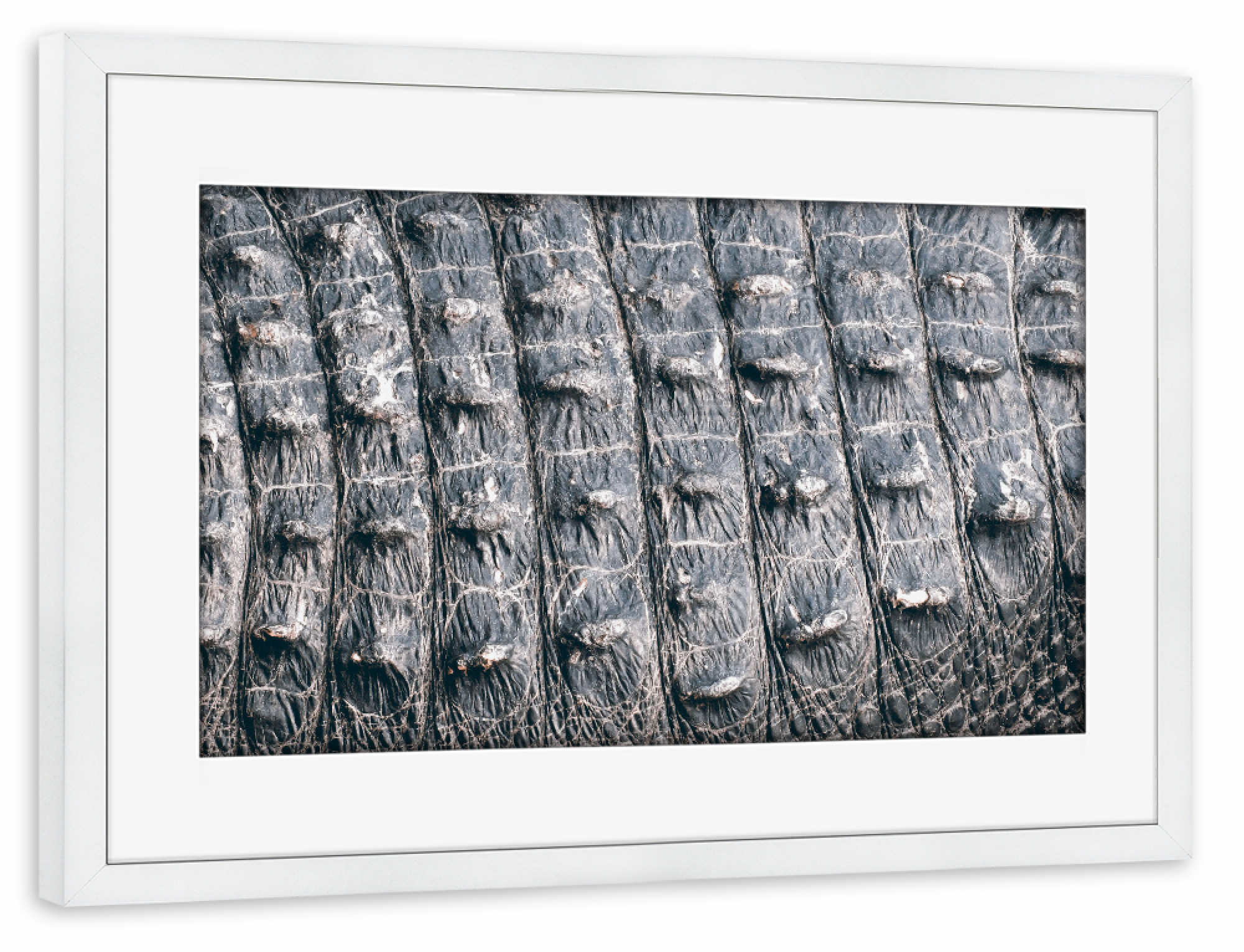 Poster mit Rahmen weiß "Krokohaut" artboxONE - Natur,Tiere,Schwarzweiß