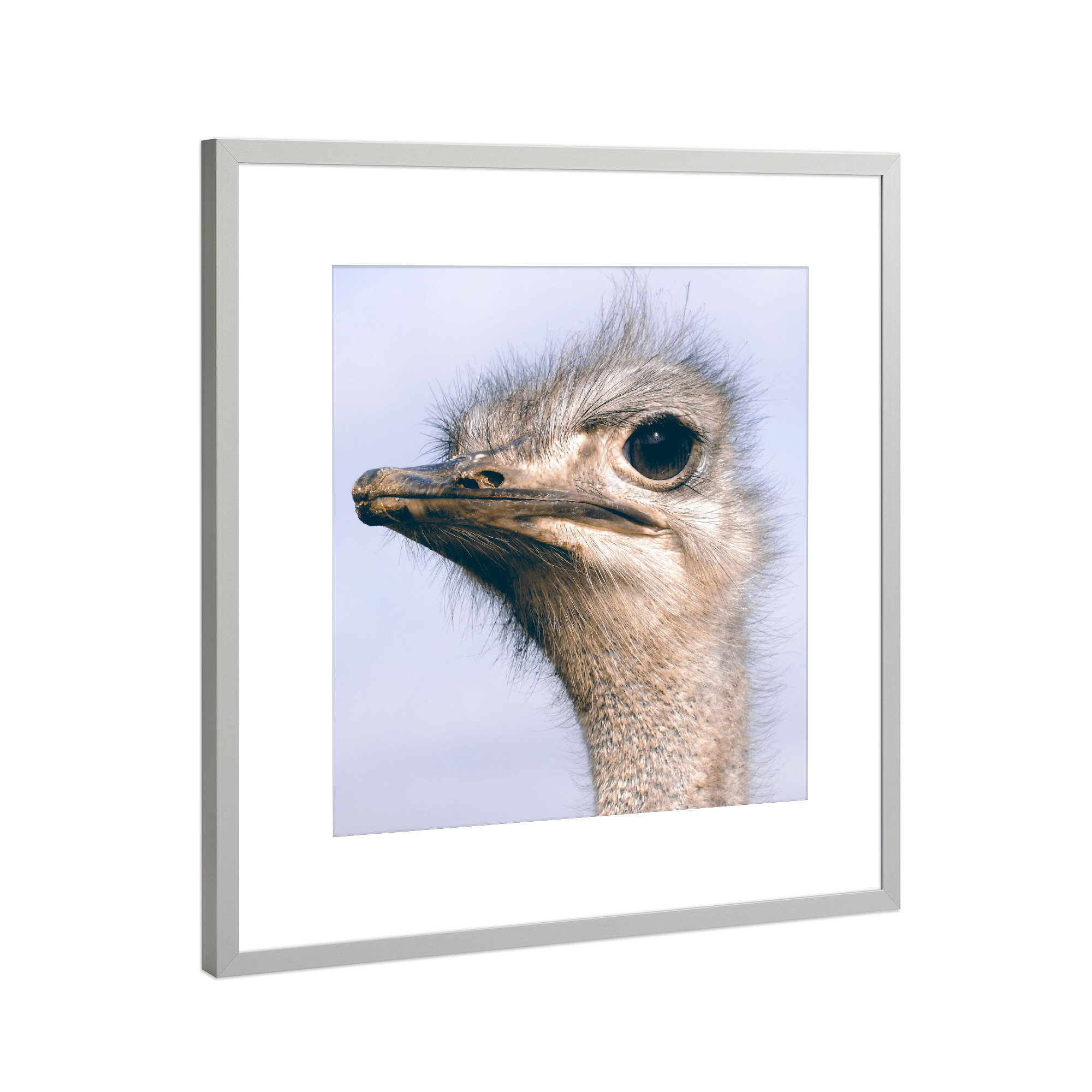 Poster mit Rahmen Silber "Vogelstrauß Portrait" artboxONE - Natur,Reise,Tiere,Reise / Afrika