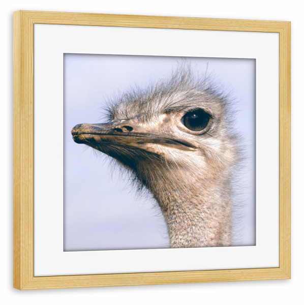 Poster mit Rahmen kiefer "Vogelstrauß Portrait" artboxONE - Natur,Reise,Tiere,Reise / Afrika