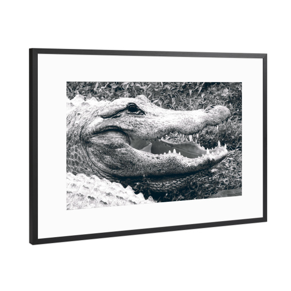 Poster mit Rahmen Schwarz (Metallic) "Gator schwarzweiß" artboxONE - Natur,Reise,Tiere,Schwarzweiß,Reise / Länder