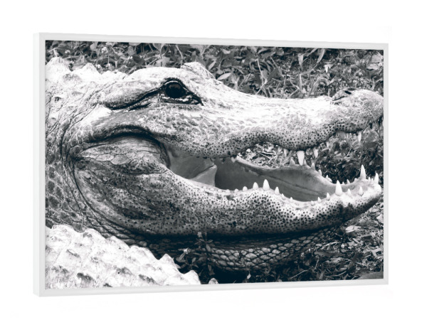 Poster mit weißem Rahmen "Gator schwarzweiß" artboxONE - Natur,Reise,Tiere,Schwarzweiß,Reise / Länder