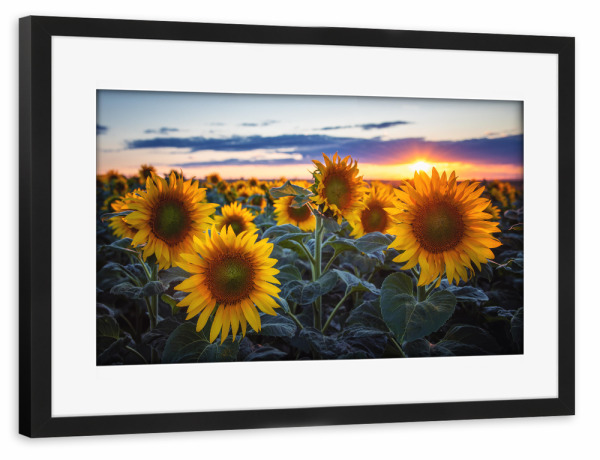 Poster mit Rahmen schwarz "Ein Sommer mit Sonnenblumen" artboxONE - Floral